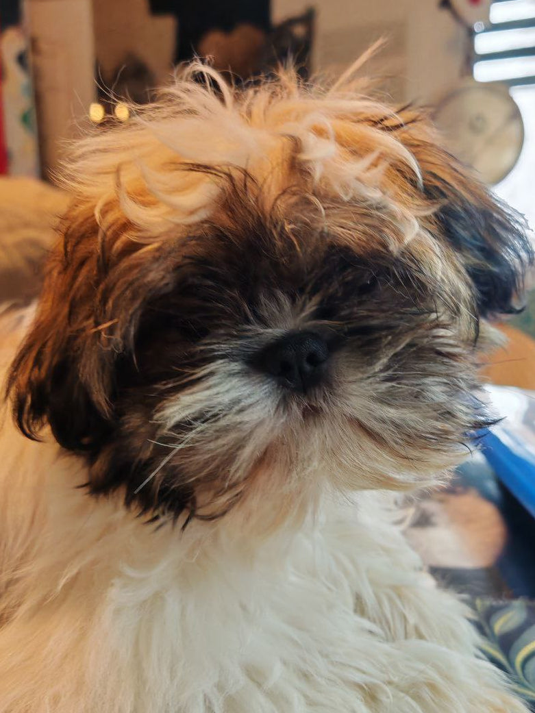 Première collaboratrice